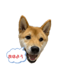 やまぐちさだはる（個別スタンプ：1）