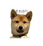 やまぐちさだはる（個別スタンプ：2）
