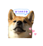 やまぐちさだはる（個別スタンプ：3）