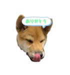 やまぐちさだはる（個別スタンプ：5）