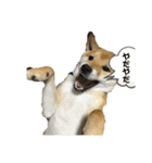 やまぐちさだはる（個別スタンプ：6）