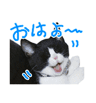 ろろちゃんのスタンプ（個別スタンプ：1）