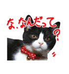 ろろちゃんのスタンプ（個別スタンプ：15）