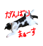 ろろちゃんのスタンプ（個別スタンプ：19）