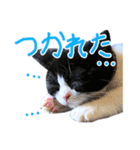 ろろちゃんのスタンプ（個別スタンプ：24）