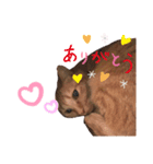 茶トラ好きのための♡（個別スタンプ：8）