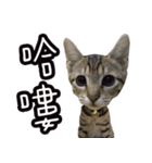 味噌の每日（個別スタンプ：1）