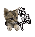 味噌の每日（個別スタンプ：2）