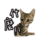 味噌の每日（個別スタンプ：3）