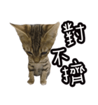 味噌の每日（個別スタンプ：4）