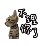 味噌の每日（個別スタンプ：6）