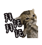 味噌の每日（個別スタンプ：7）
