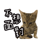 味噌の每日（個別スタンプ：8）