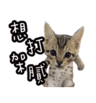 味噌の每日（個別スタンプ：10）