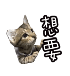 味噌の每日（個別スタンプ：11）