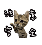 味噌の每日（個別スタンプ：12）