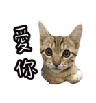 味噌の每日（個別スタンプ：13）
