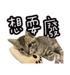 味噌の每日（個別スタンプ：15）
