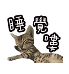 味噌の每日（個別スタンプ：16）