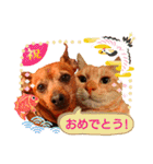ねこのミーさんといぬのマーさん 3（個別スタンプ：1）