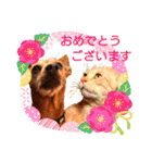 ねこのミーさんといぬのマーさん 3（個別スタンプ：3）