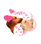 ねこのミーさんといぬのマーさん 3（個別スタンプ：15）
