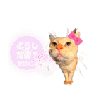 ねこのミーさんといぬのマーさん 3（個別スタンプ：34）