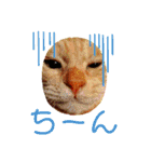 ねこのミーさんといぬのマーさん 3（個別スタンプ：35）