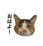 ねこ三昧♪（個別スタンプ：1）