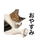 ねこ三昧♪（個別スタンプ：2）