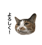 ねこ三昧♪（個別スタンプ：3）