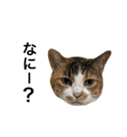 ねこ三昧♪（個別スタンプ：4）