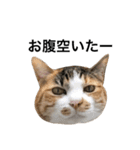 ねこ三昧♪（個別スタンプ：5）