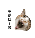 ねこ三昧♪（個別スタンプ：6）