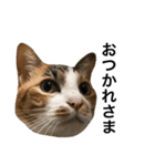 ねこ三昧♪（個別スタンプ：7）