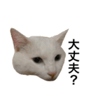 ねこ三昧♪（個別スタンプ：8）