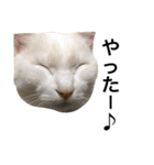 ねこ三昧♪（個別スタンプ：9）