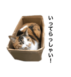 ねこ三昧♪（個別スタンプ：10）