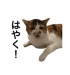 ねこ三昧♪（個別スタンプ：11）