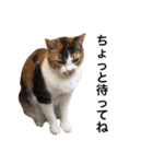 ねこ三昧♪（個別スタンプ：12）