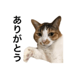 ねこ三昧♪（個別スタンプ：13）