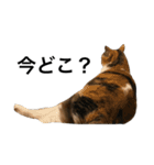 ねこ三昧♪（個別スタンプ：14）