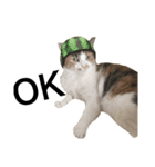 ねこ三昧♪（個別スタンプ：15）