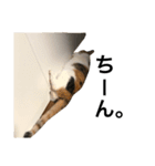 ねこ三昧♪（個別スタンプ：16）