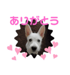 Belle(ベル)末っ子（個別スタンプ：10）