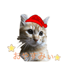 花梨のつぶやき（個別スタンプ：2）