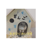 ハムのだんごくん（個別スタンプ：6）