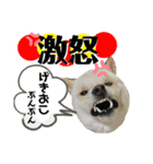 白柴のはちくん②（個別スタンプ：3）