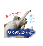 白柴のはちくん②（個別スタンプ：5）