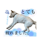 白柴のはちくん②（個別スタンプ：11）